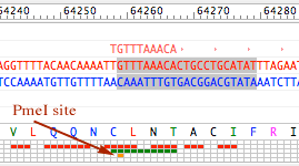 sequence window